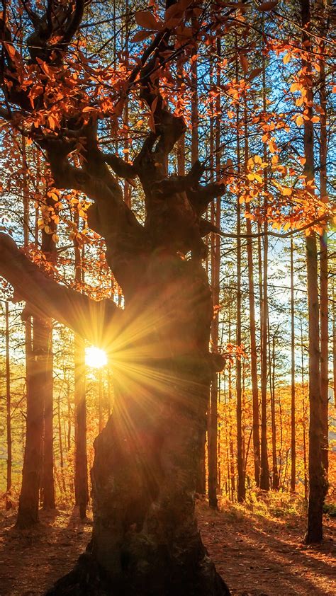 Sunbeams Behind An Oak Tree At Sunrise Belintash Rhodope