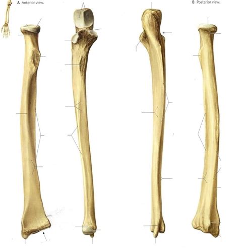 Kin Radius And Ulna Diagram Quizlet