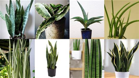 Types Of Snake Plants Varieties With Care Tipes Youtube