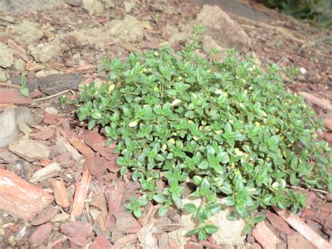 Creeping Thyme Creeping Thyme Plants Sweet Home