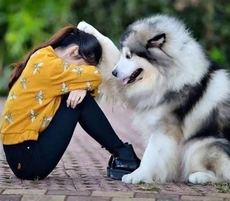 阿拉斯加雪橇犬 （英語： alaskan malamute ）又稱 阿拉斯加馬拉穆 ，是最古老的 雪橇犬 之一。. 阿拉斯加犬不能吃的5种食物，宠主要牢记_狗狗