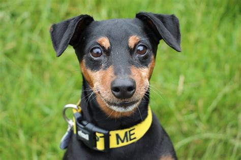 Rufus 3 Year Old Male Miniature Pinscher Cross Dog For Adoption