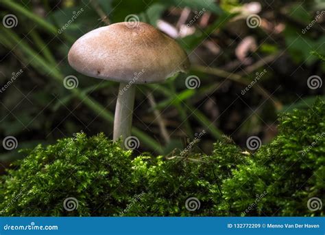 A Solitary Mushroom And Moss On The Floor Of The Forest Stock Image