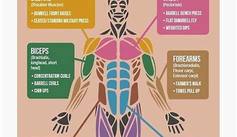 exercises by muscle group chart