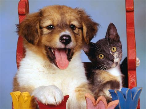 Maybe you would like to learn more about one of these? Cat And Dog Wallpapers - Wallpaper Cave