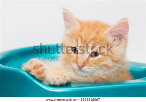 Cheerful Ginger Kitten Peeks Out Blue Stock Photo 1523216567 Shutterstock