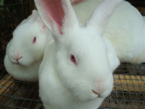 The new zealand is a breed of rabbit, which despite the name, is american in origin. New Zealand White Rabbits in Tallahassee | USA Rabbit Breeders