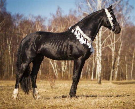 Orlov Trotter Horse Breeds Horses Black Horses