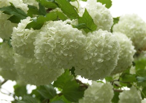 Pflanzenbestimmung bäume & sträucher hier können sie heimische und exotische bäume und sträucher bestimmen. Blumen Weiss Viburnum Opulus Roseum Schneeball ...