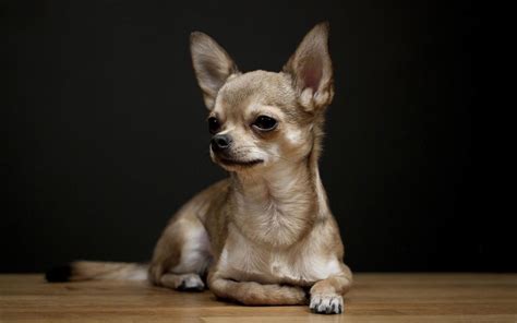 Chihuahua Chihuahua Puppies Cute Dogs Chihuahua