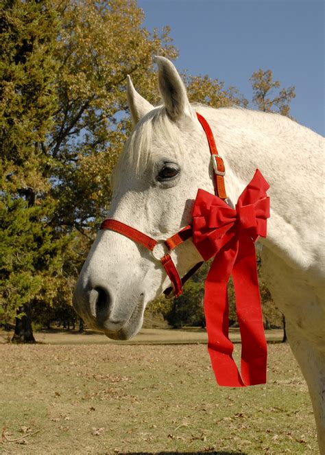 Christmas Horses Ponies Take Commitment Money Mississippi State