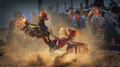 Sejarah Adu Sabung Ayam Di Bali Agen S128