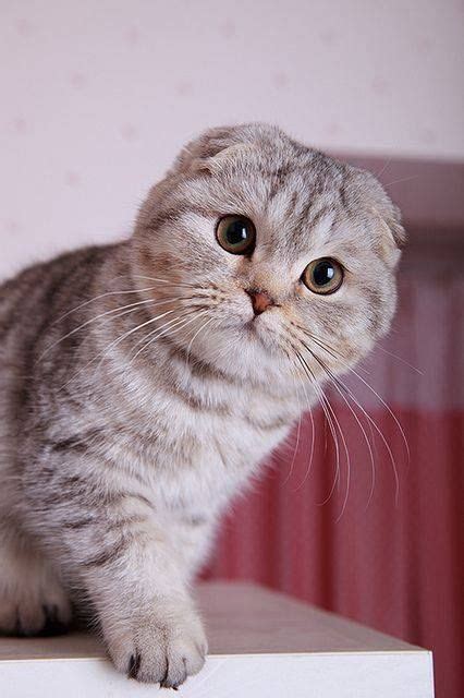Cat Breed With Folded Ears Danna Lokesparza
