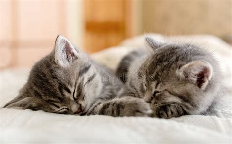 Cute Tabby Kittens Sleeping Together Pretty Baby Cats In