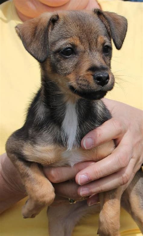 Dachshund Chihuahua Mix Black And Brown Pets Lovers