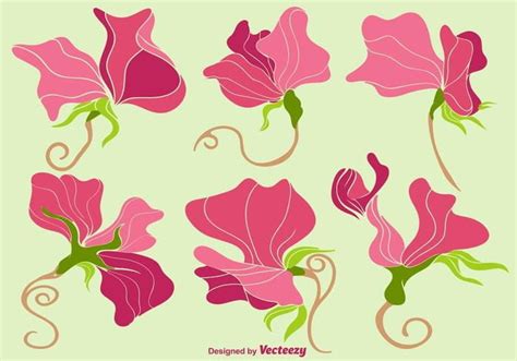 Vector Colorful Sweet Peas Flower Collection Svg Ai Uidownload