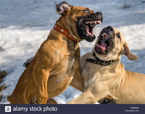 It's 100% guaranteed for taste and nutrition. Dog Boerboel / Boerbull / South African Mastiff Stock ...