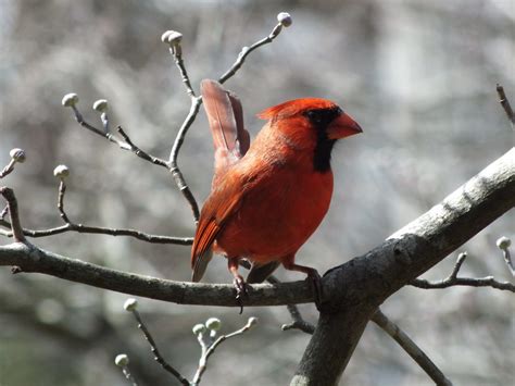 Virginia State Bird Clashing Pride