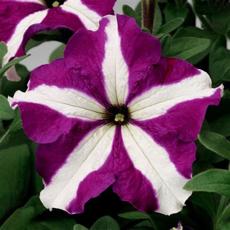 Tritunia Purple Star Petuniagrandiflorapelleted Stokes Seeds