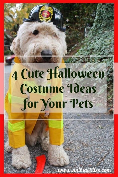 4 Cute Halloween Costume Ideas For Your Pets