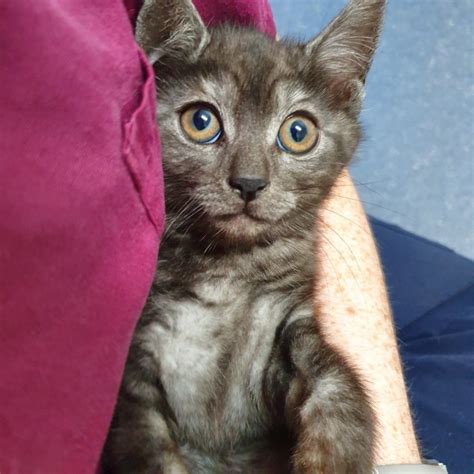 Gremlin Male Domestic Short Hair Cat In Nsw Petrescue