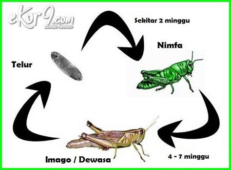 Gambar Daur Hidup Hewan Metamorfosis Sempurna Dan Tidak ...