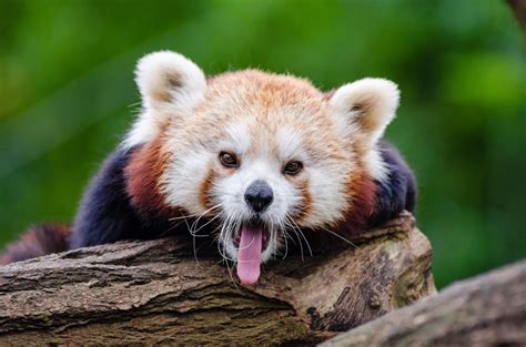 Red Panda Ailurus Fulgens Kostenloses Stock Bild Public Domain Pictures