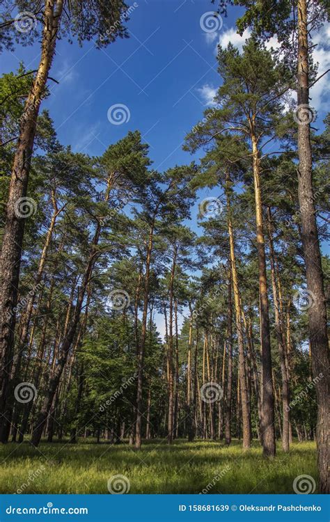 Photo Of A Summer Pine Forest Stock Image Image Of Park Plant 158681639