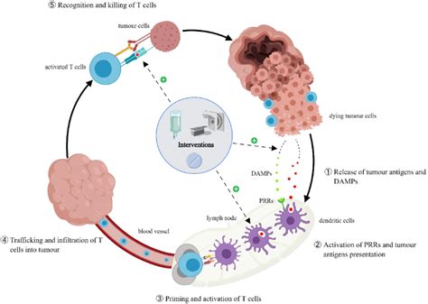 The Cancer Immunity Cycle And The Effects Of Interventions Additional
