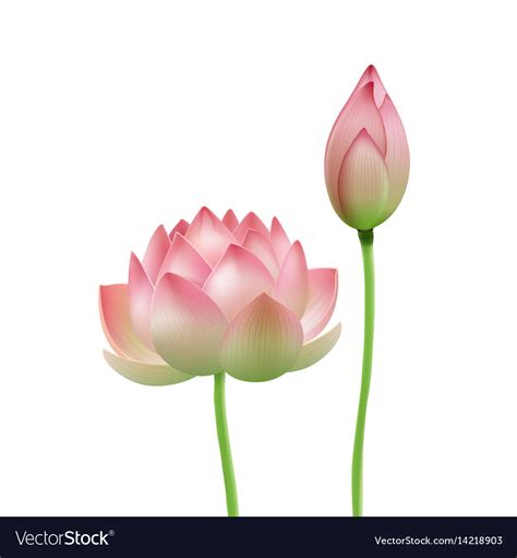 Pink Lotus Flower Royalty Free Vector Image Vectorstock