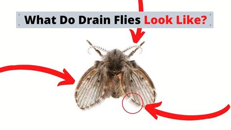 What Are Drain Flies Identify And Treatment Youtube