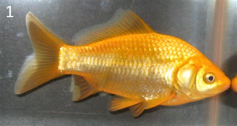 Site For Goldfish Keepers Culling Scale Types
