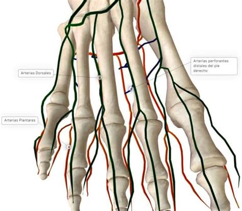 Arteria Dorsal Del Pie 🔹 Curso De AnatomÍa Paradigmia
