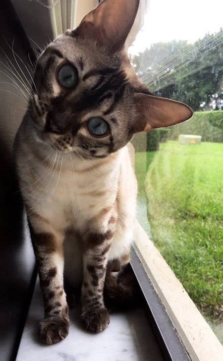 Professional bengal cat breeder raising beautiful and healthy quality bengal kittens. Snow Bengal kittens, Snow Bengal kittens for sale, Bengal ...