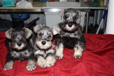 All our beautiful puppies are come from our professional private breeders. Puppies for sale - Miniature Schnauzer, Miniature ...
