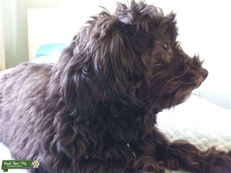 Remember, anything that sticks to long hair (including waste!) eventually ends up on your furnishings. Stud Dog - Black Maltipoo (Maltese X Toy Poodle) - Breed ...