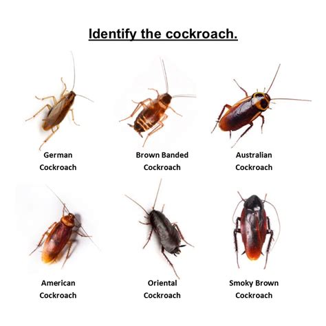 Types Of Cockroaches That Live In Nyc Pest Control Nyc Best Pest Exterminators