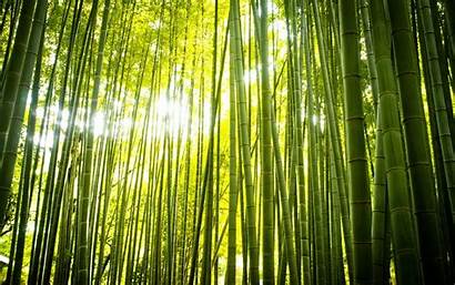Bamboo Forest Japan Computer Wallpapers