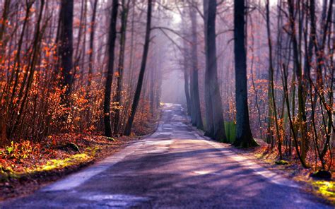 Autumn Road Trees Fog Sun Wallpaper Travel And World Wallpaper