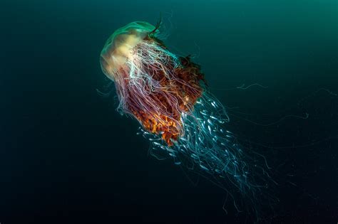 nature, Underwater, Sea, Animals, Fish, Jellyfish, Deep sea, Contests