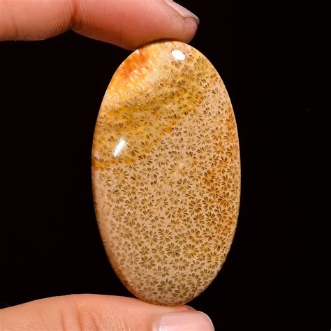 Amazing Fossil Coral Cabochon Loose Gemstone Smooth Fossil Etsy