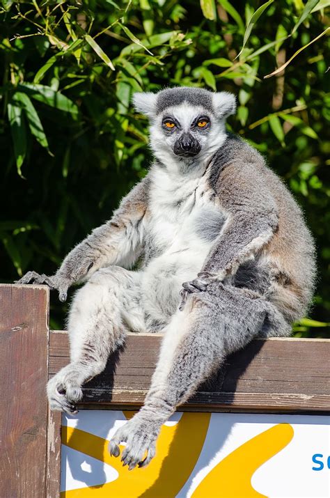 Lemur Sitting Wooden Surface Madagascar Primate Monkey Funny