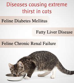 For more information, check out dr. Extreme thirst in cats | Liver failure, Liver care ...