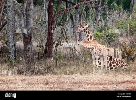 Rothschild Jirafas Giraffa Camelopardalis Rothschild Madre Sentada