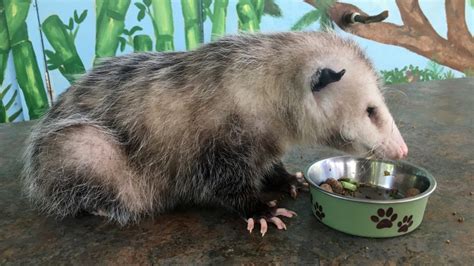 How To Get Rid Of Opossums A Complete Guide Pest Samurai