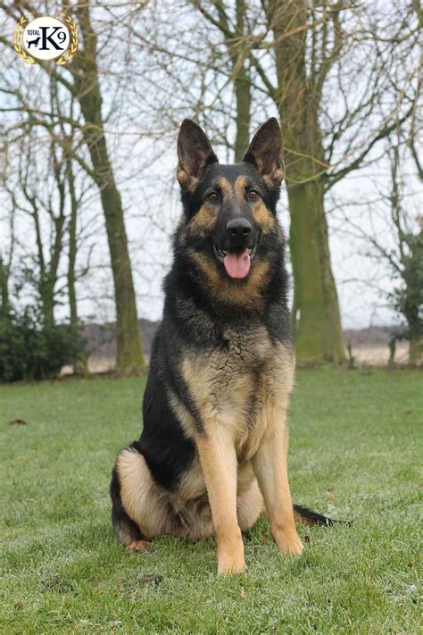 Check spelling or type a new query. Protection Dogs | TOTAL K9