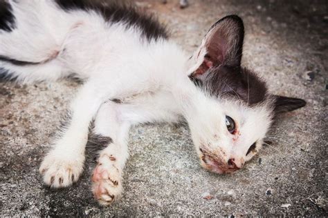 Learn The Signs Your Cat Is Dying Say Goodbye