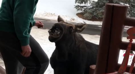 Utah Couple Has Hilarious Moose Encounter
