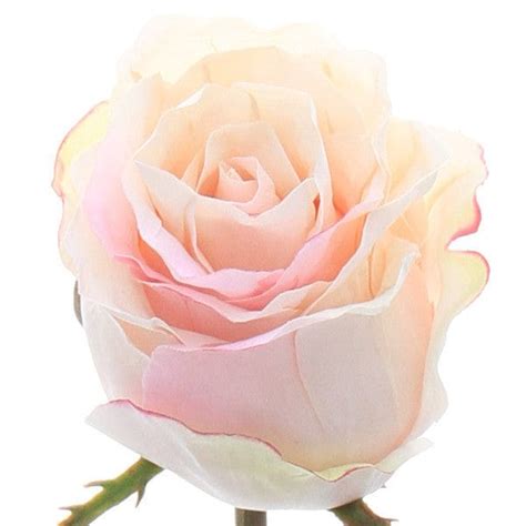 Luxury Artificial Pale Pink Rose Bud Amaranthine Blooms