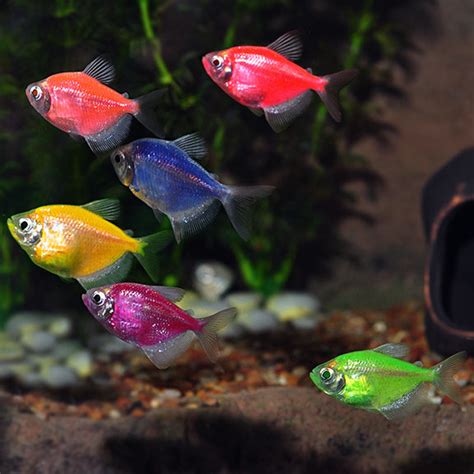 Glofish® Tetra Packs Tropical Fish For Freshwater Aquariums